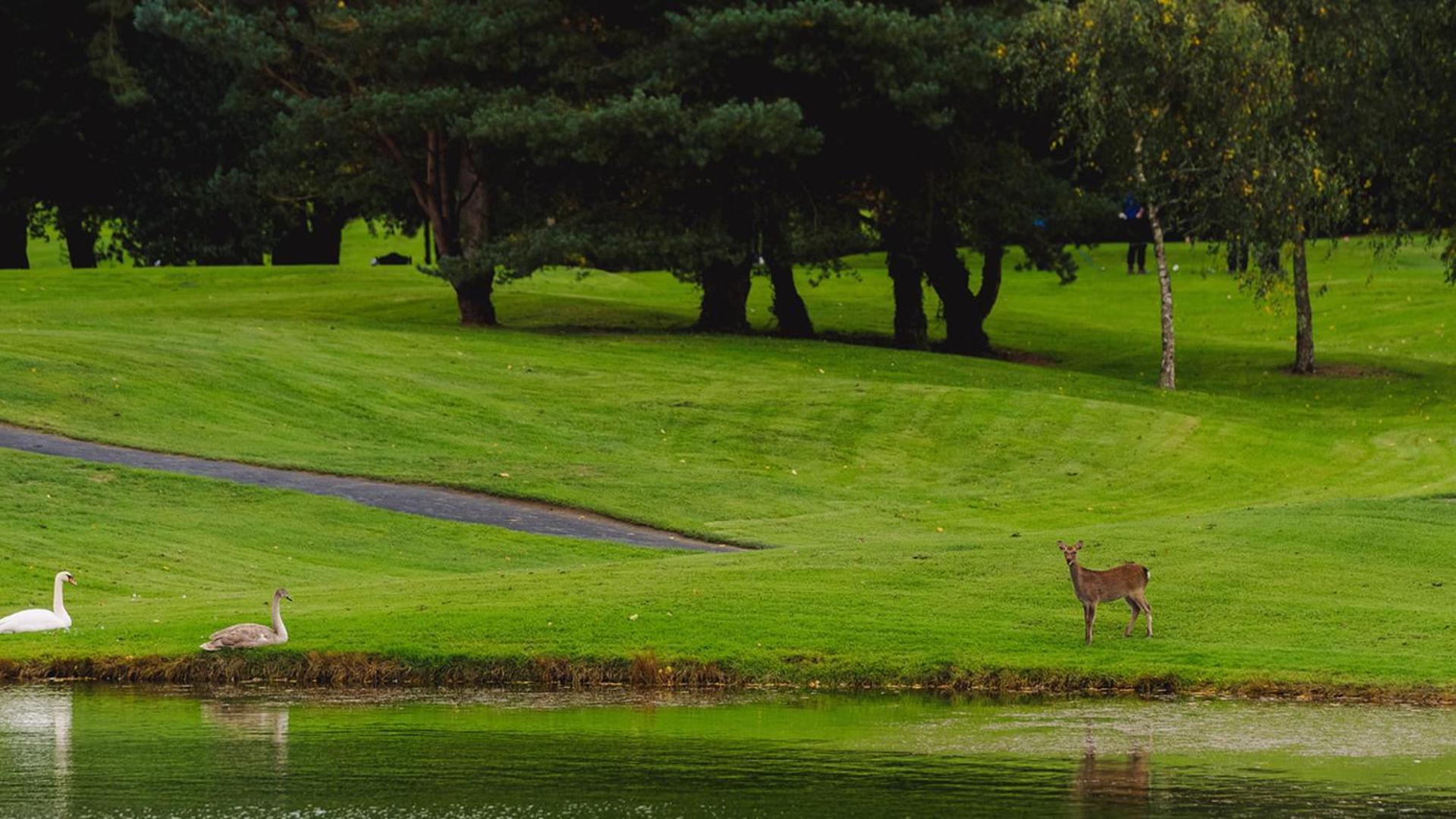 Waterford Castle Hotel Lodges Экстерьер фото